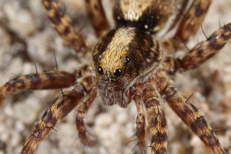 Pardosa_lugubris_D7415_Z_90_NP De Hoge Veluwe_Nederland.jpg